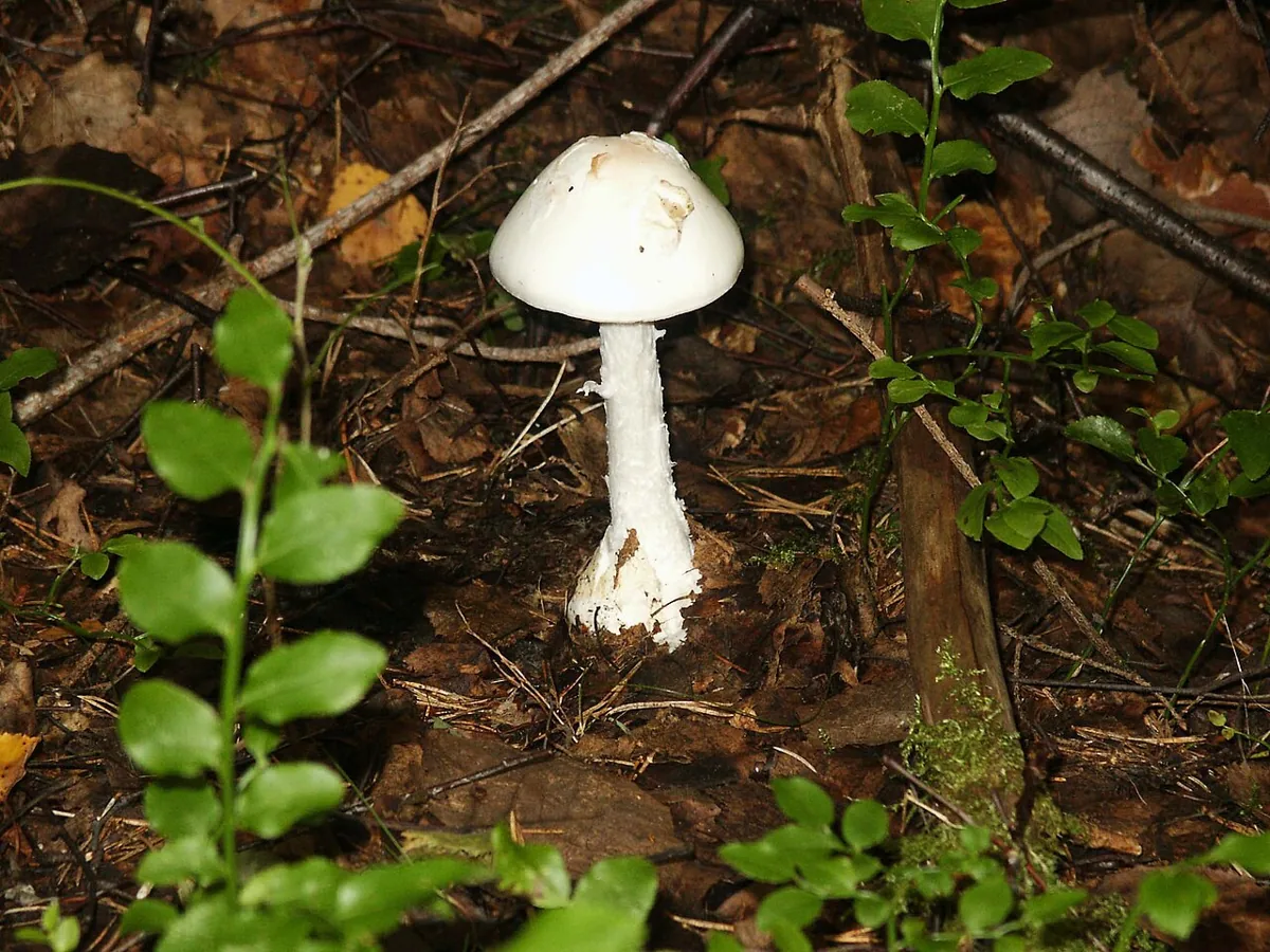 Amanita virosa