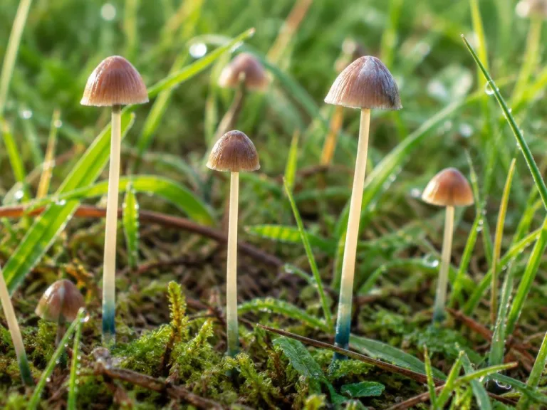 Conocybe cyanopus