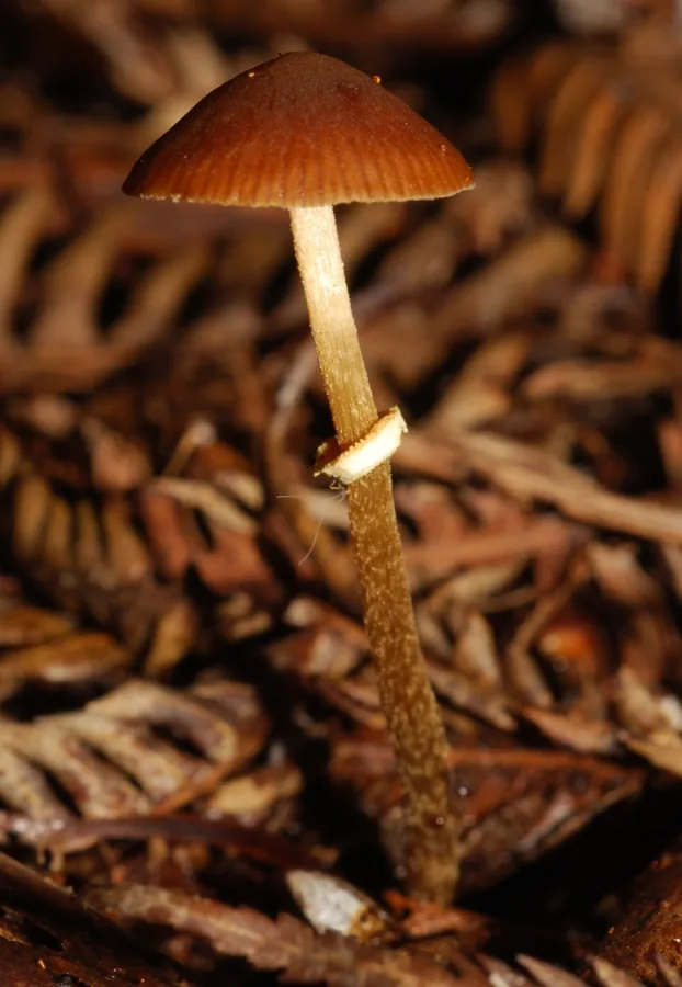 Pholiotina rugosa