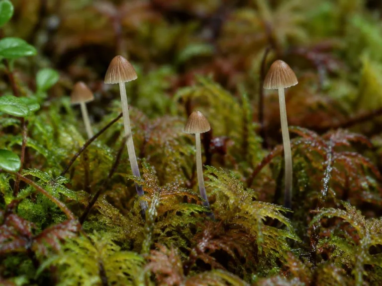 Conocybe smithii