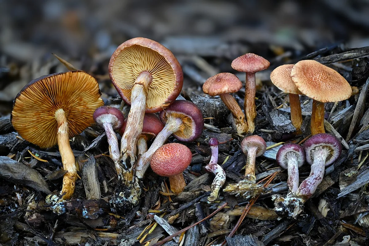 Gymnopilus luteofolius