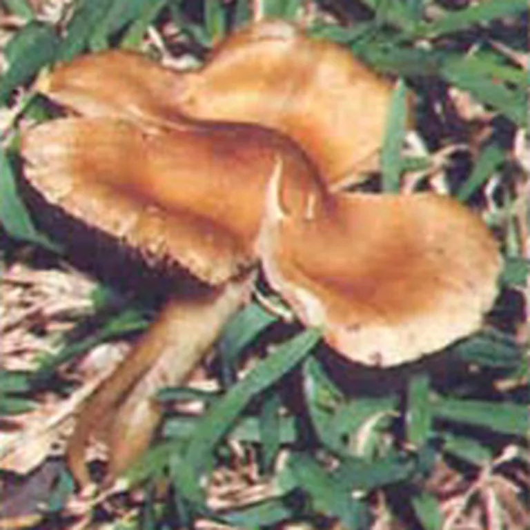 Inocybe aeruginascens