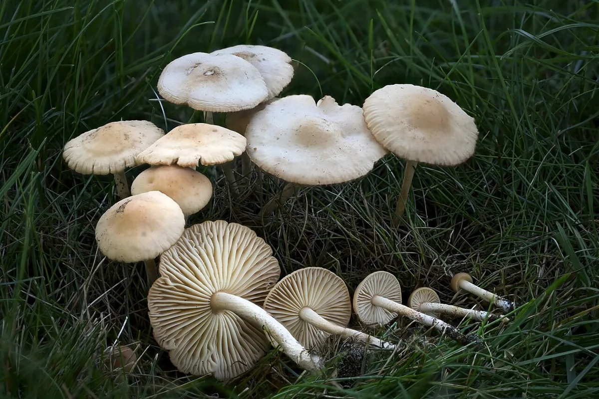 Marasmius oreades