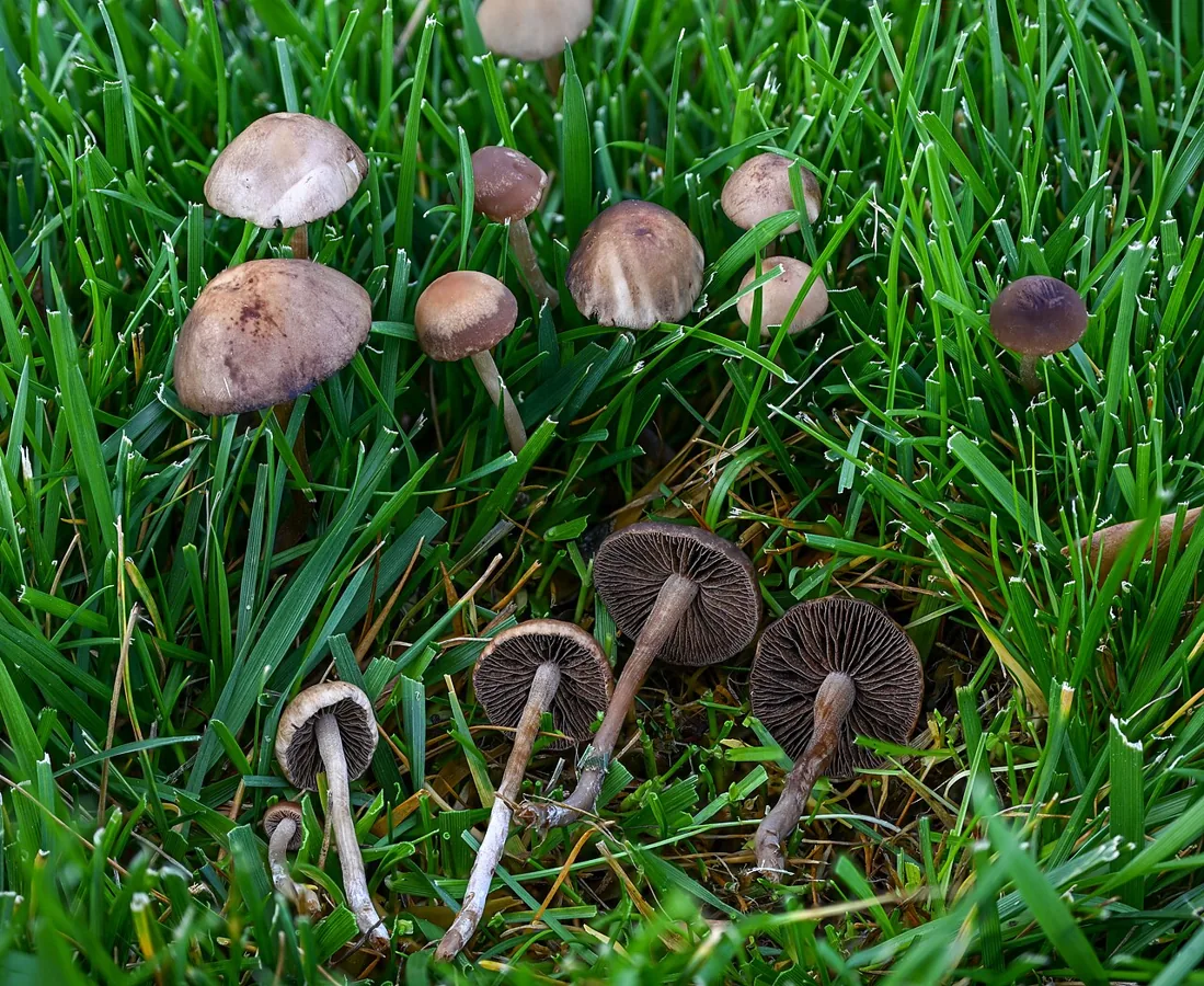 Panaeolina foenisecii