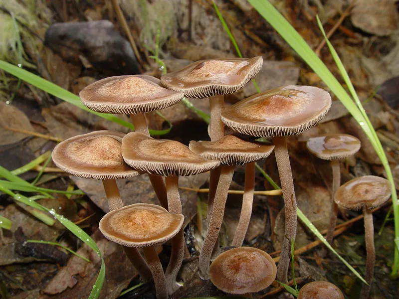 Panaeolus cinctulus