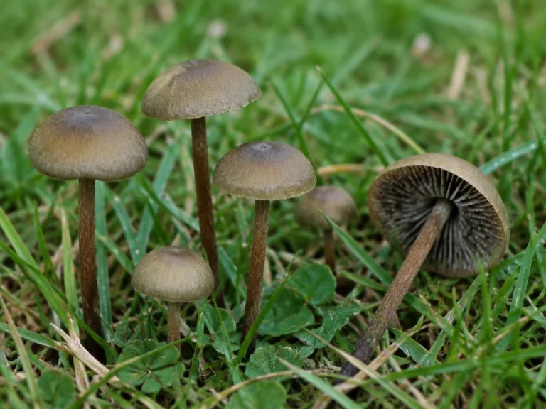 Panaeolus olivaceus