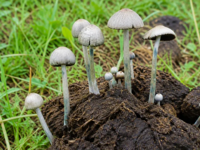 Panaeolus tropicalis
