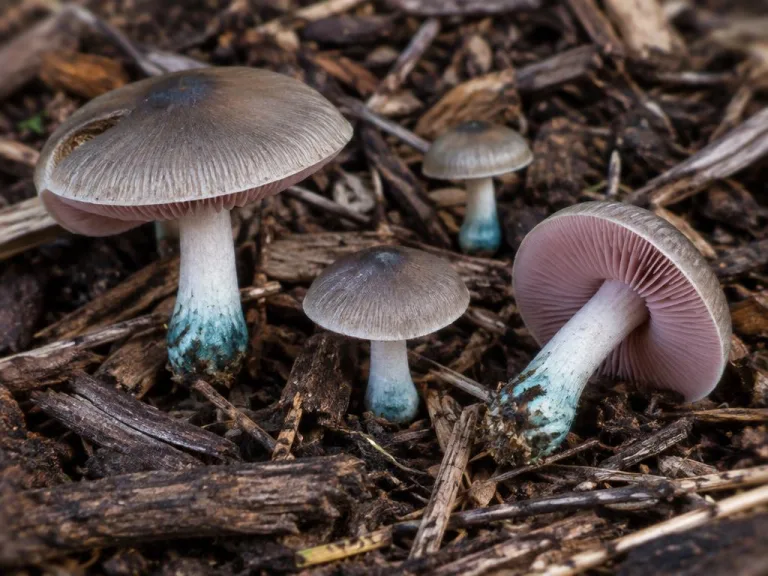 Pluteus cyanopus