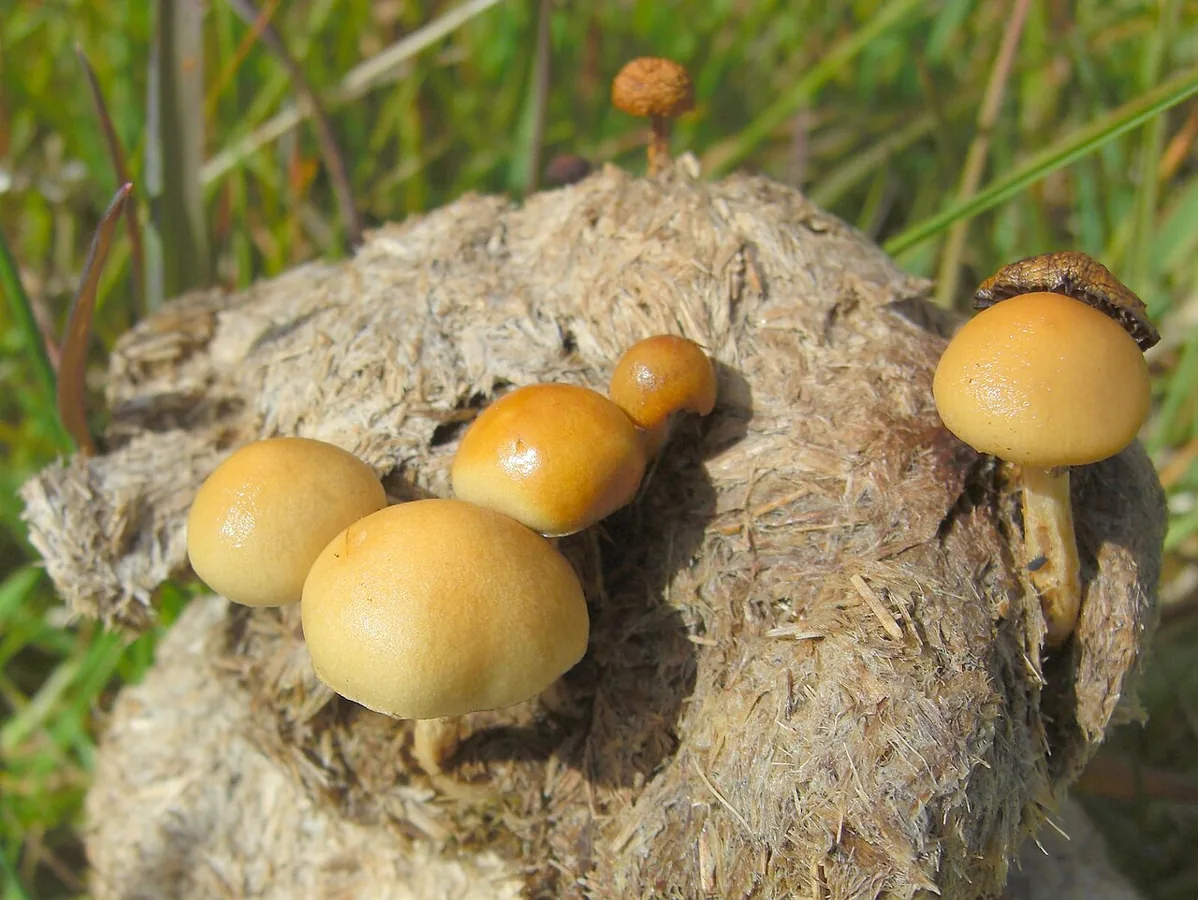 Protostropharia semiglobata