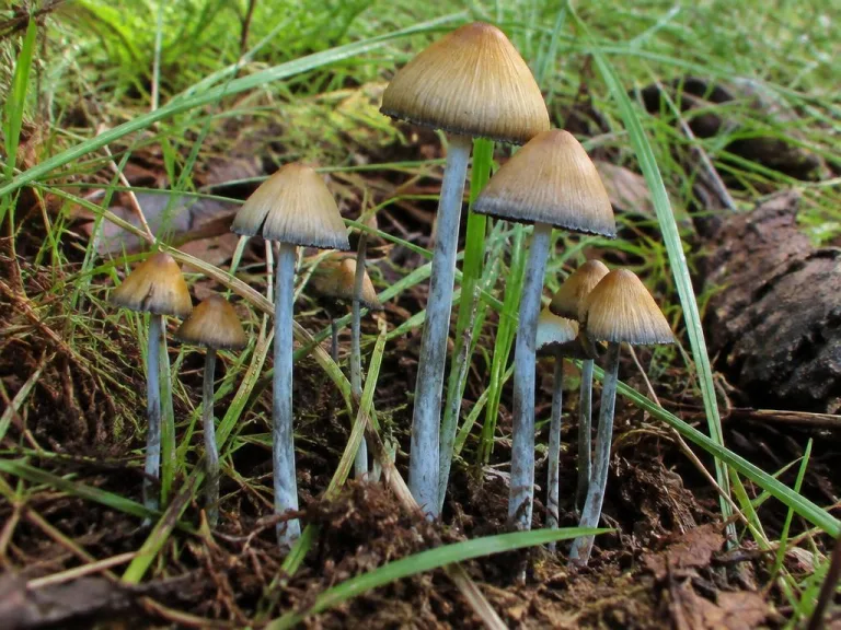 Psilocybe atlantis