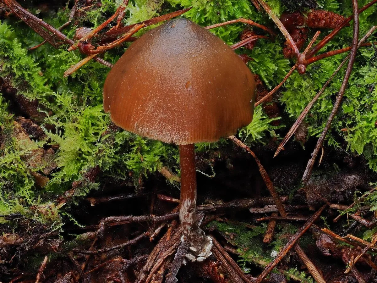 Psilocybe aucklandiae