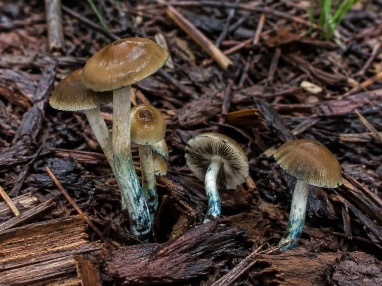 Psilocybe australiana