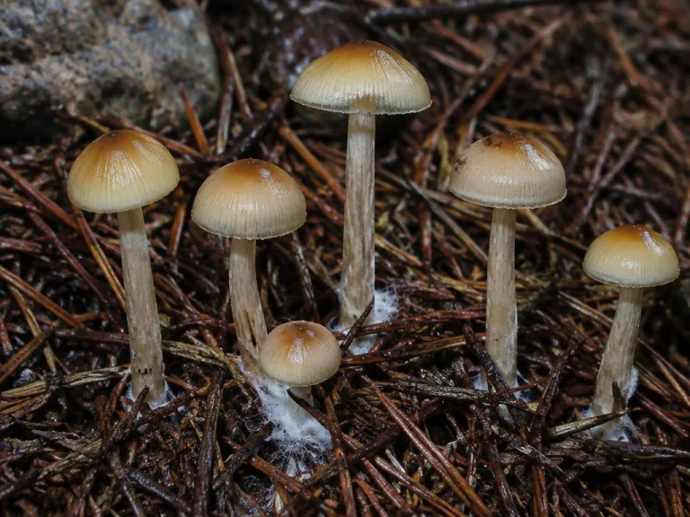 Psilocybe aztecorum