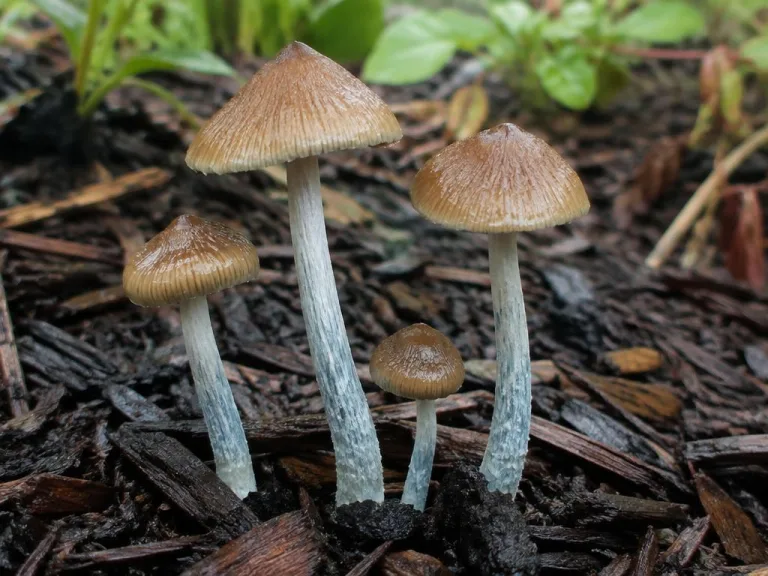 Psilocybe cyanofibrillosa