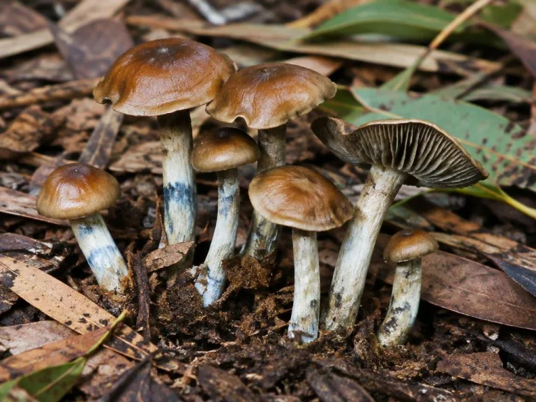 Psilocybe eucalypta