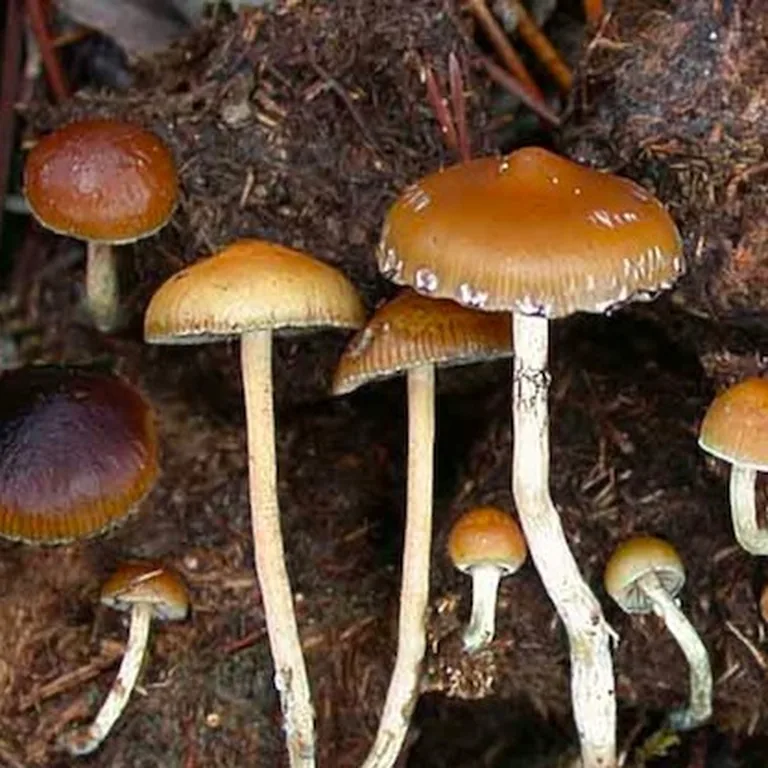 Psilocybe fimetaria