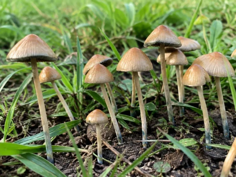 Psilocybe galindoi