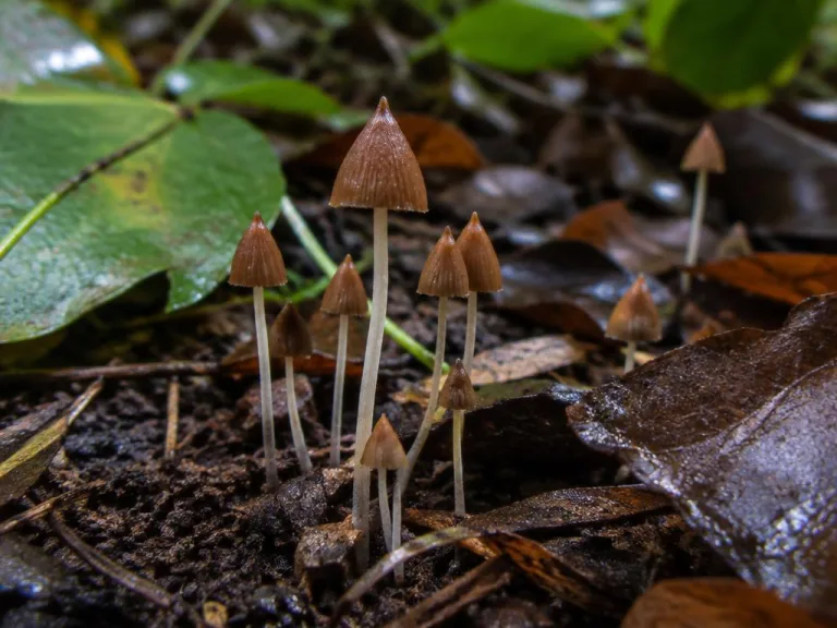 Psilocybe hoogshagenii