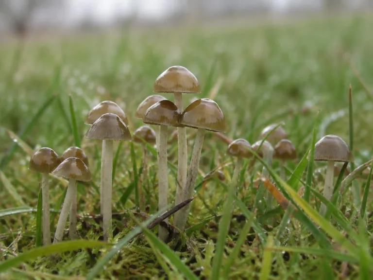 Psilocybe liniformans