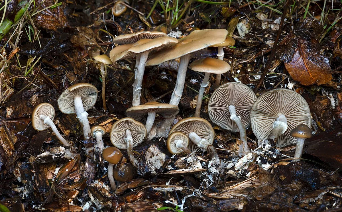 Psilocybe ovoideocystidiata