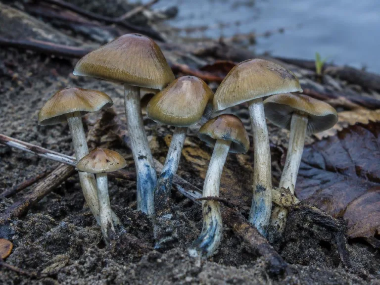 Psilocybe quebecensis
