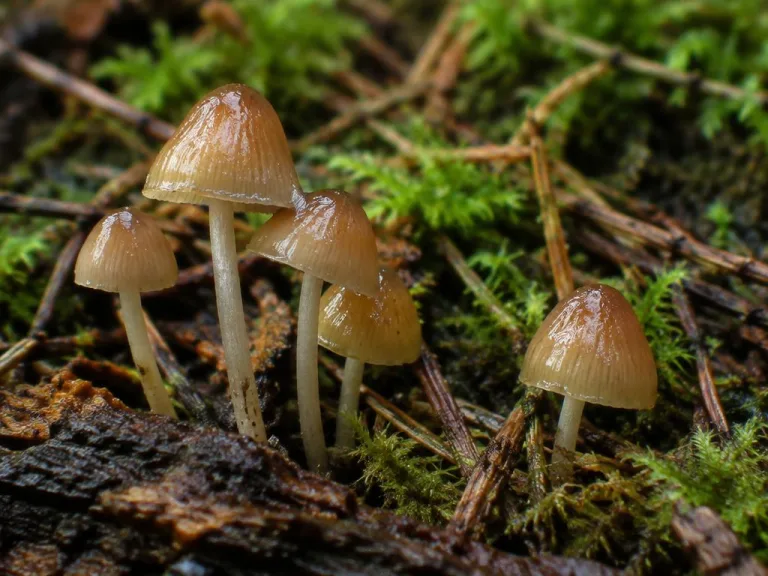 Psilocybe silvatica