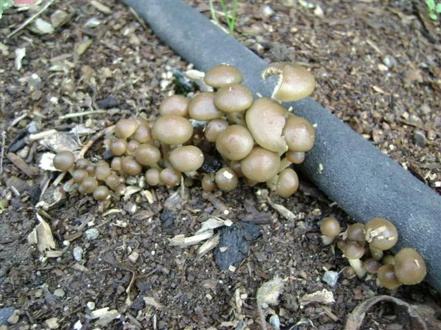 Psilocybe stuntzii
