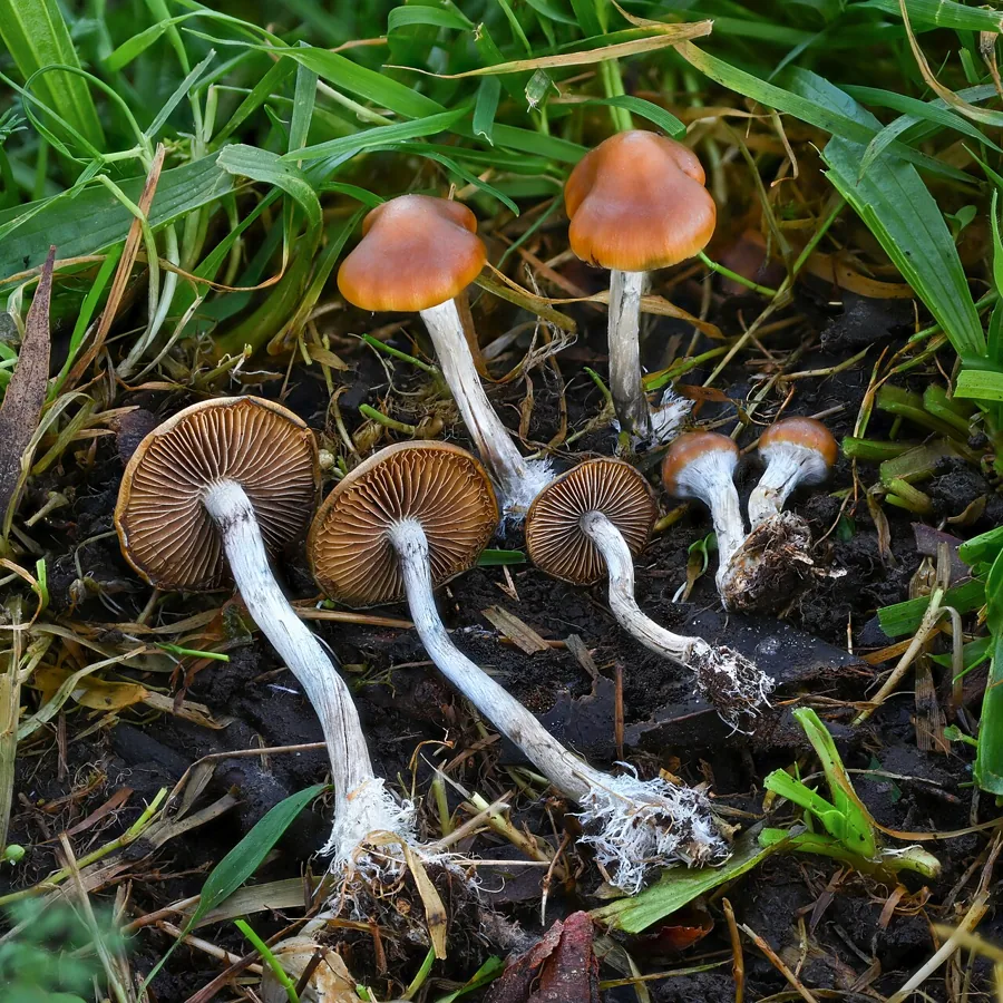 Psilocybe subaeruginosa