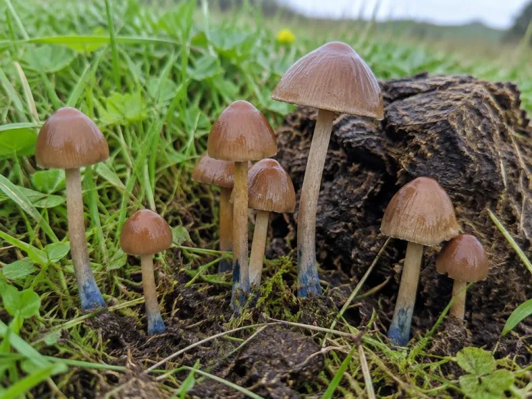 Psilocybe tasmaniana