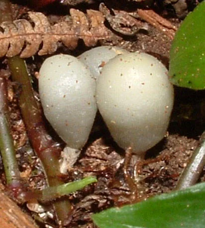 Psilocybe weraroa